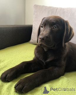 Photo №1. labrador retriever - à vendre en ville de Belgrade | négocié | Annonce №168723