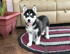 Photo №2 de l'annonce № 148782 de la vente husky de sibérie - acheter à USA de l'abri, éleveur