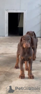 Photos supplémentaires: Chiots Dobermann à vendre