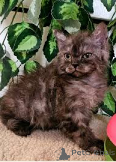 Photo №3. Selkirk Rex-Kätzchen à vendre. L'Autriche