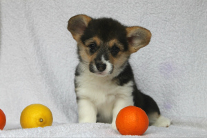 Photo №4. Je vais vendre welsh corgi en ville de Kiev. de la fourrière - prix - 771€