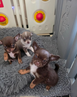 Photo №1. chihuahua - à vendre en ville de Butzbach | 450€ | Annonce №171441