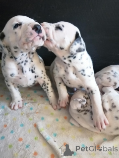Photo №1. dalmatien - à vendre en ville de Lègstrup | négocié | Annonce №169993