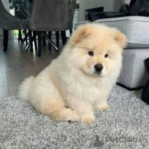 Photo №1. chow-chow - à vendre en ville de Prague | négocié | Annonce №78581