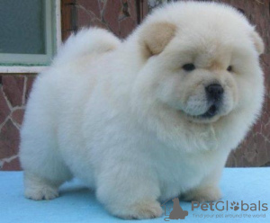 Photo №1. chow-chow - à vendre en ville de Ulvila | Gratuit | Annonce №128366