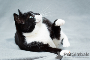 Photo №3. La charmante chatte noire et blanche Mila avec un cœur sur la patte recherche. Fédération de Russie