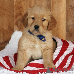 Photo №1. golden retriever - à vendre en ville de Бардеёв | 350€ | Annonce №29251