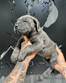 Photo №1. cane corso - à vendre en ville de Galway | négocié | Annonce №155089
