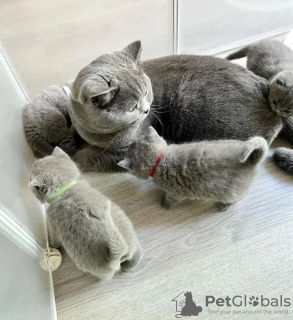 Photo №1. british shorthair - à vendre en ville de Quogue | 284€ | Annonce № 122949