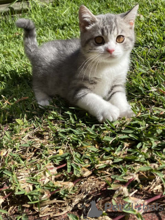 Photo №2 de l'annonce № 106252 de la vente british shorthair - acheter à La Grande-Bretagne de l'abri, éleveur