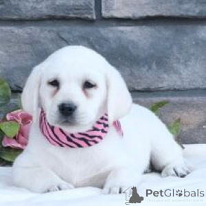 Photo №3. Labrador Retriever Femelle de 10 semaines Prête à rentrer à la maison. Allemagne