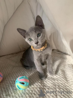 Photo №1. bleu russe - à vendre en ville de Langen | 350€ | Annonce № 149735