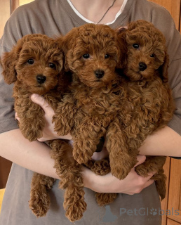 Photo №1. caniche (jouet) - à vendre en ville de Arpela | 500€ | Annonce №174480