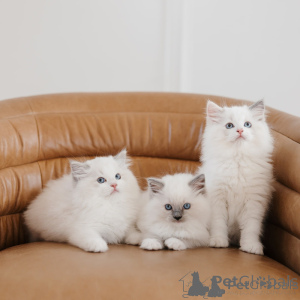 Photo №1. ragdoll - à vendre en ville de Murcia | négocié | Annonce № 176376