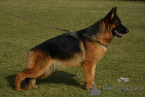 Photos supplémentaires: Beaux chiots GSD d'Europe à vendre