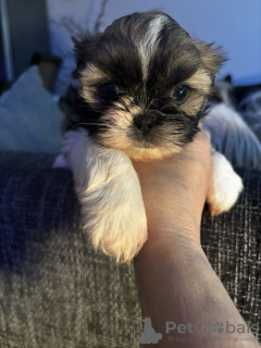 Photo №2 de l'annonce № 123442 de la vente shih tzu - acheter à Allemagne annonce privée