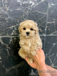 Photo №1. maltipu - à vendre en ville de Berlin | 500€ | Annonce №137169