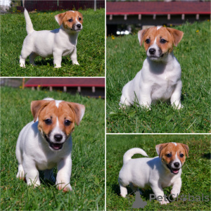 Photos supplémentaires: Réservation des chiots Jack Russell du chenil pour mai-juin