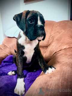 Photo №1. boxer - à vendre en ville de Bratislava | 1500€ | Annonce №150474
