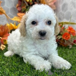 Photo №3. Cendrillon adorable chiot caniche femelle à adopter. Allemagne