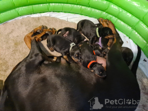 Photos supplémentaires: Потрясающий помет крупных черно-подпалых щенков доберманов