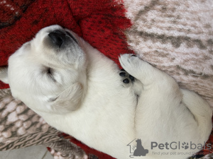 Photo №2 de l'annonce № 7893 de la vente labrador retriever - acheter à Ukraine annonce privée