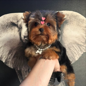 Photo №1. yorkshire terrier - à vendre en ville de Vilnius | 750€ | Annonce №175425
