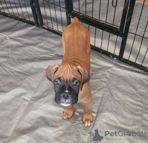 Photos supplémentaires: Chiots Boxer à adopter