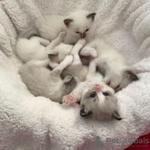 Photo №1. ragdoll - à vendre en ville de Wavre | Gratuit | Annonce № 128859