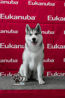 Photo №1. husky de sibérie - à vendre en ville de Omsk | 358€ | Annonce №2537