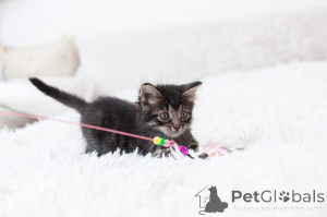 Photo №4. Je vais vendre  en ville de Rivière moscou.  - prix - Gratuit