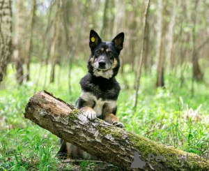 Photo №3. Un gentleman lyonnais au cœur de lion cherche sa maison !. Fédération de Russie