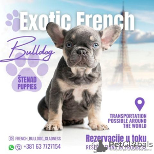 Photo №2 de l'annonce № 124125 de la vente bouledogue - acheter à Serbie 