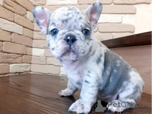 Photo №1. bouledogue - à vendre en ville de Stockholm | 379€ | Annonce №84878