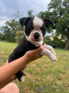 Photo №1. border terrier - à vendre en ville de Helsinki | 750€ | Annonce №161284