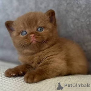 Photo №1. british shorthair - à vendre en ville de Bidford sur avon | négocié | Annonce № 173777