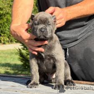 Photo №3. Chiots Cane Corso à vendre. Canada