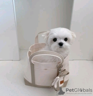 Photo №4. Je vais vendre bichon maltais en ville de Helsinki. annonce privée, éleveur - prix - 400€