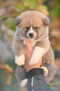 Photos supplémentaires: Chiots Akita Inu