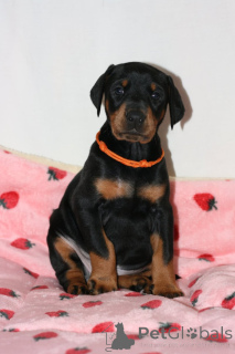 Photo №1. dobermann - à vendre en ville de Barsbüttel | négocié | Annonce №166378