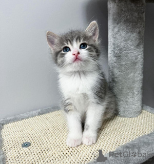 Photo №1. scottish fold - à vendre en ville de New york | 237€ | Annonce № 100113