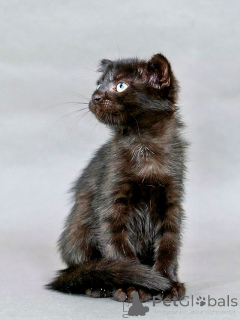 Photo №2 de l'annonce № 155344 de la vente  - acheter à Fédération de Russie annonce privée