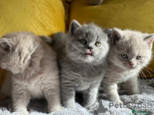 Photo №1. british shorthair - à vendre en ville de Zürich | négocié | Annonce № 168289