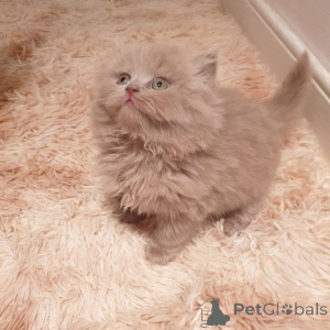 Photo №1. british shorthair - à vendre en ville de Affalterbach | négocié | Annonce № 176818