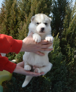 Photos supplémentaires: Les chiots Husky de Sibérie sont offerts pour réserver