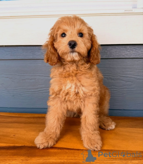 Photo №1. labradoodle - à vendre en ville de Mameller | Gratuit | Annonce №158007