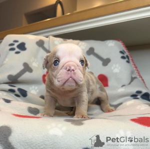 Photo №1. bulldog anglais - à vendre en ville de Liberec | négocié | Annonce №111760