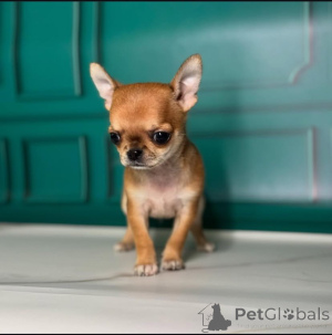 Photo №1. chihuahua - à vendre en ville de Tennessee City | négocié | Annonce №164224