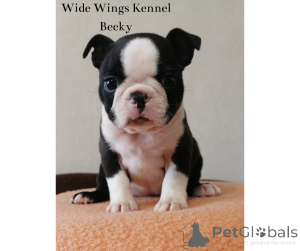 Photo №4. Je vais vendre terrier de boston en ville de Budapest. éleveur - prix - 900€