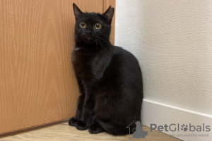 Photos supplémentaires: Chaton chat noir Shelly comme cadeau pour les bons cœurs !